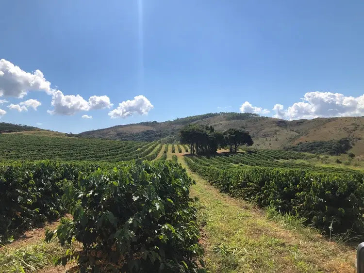 Farma – BRAZÍLIE – Fazenda Salto