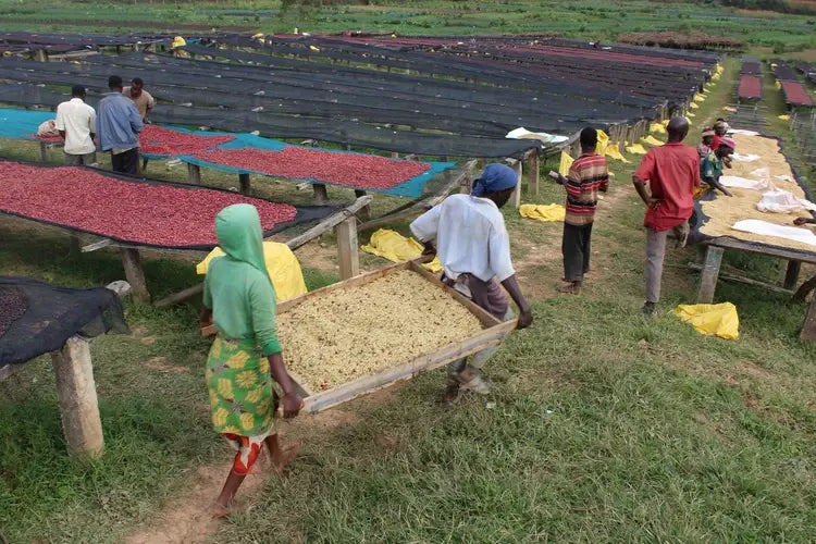 Farma – BURUNDI – Nemba, Kayanza