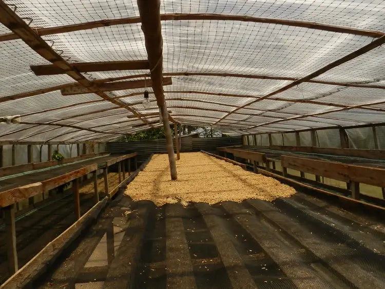 Farma – KOLUMBIE – Tumbaga