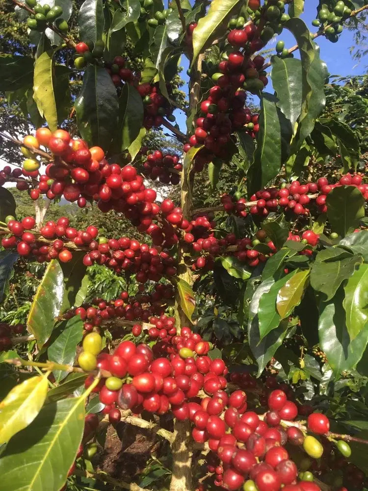 Farma – PERU – Comité Penachi