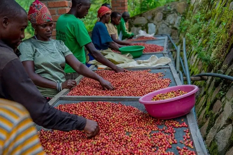 Farma – RWANDA – Ngororero